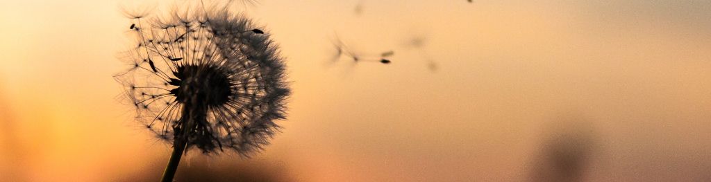 Dandelion clock blowing in the wind