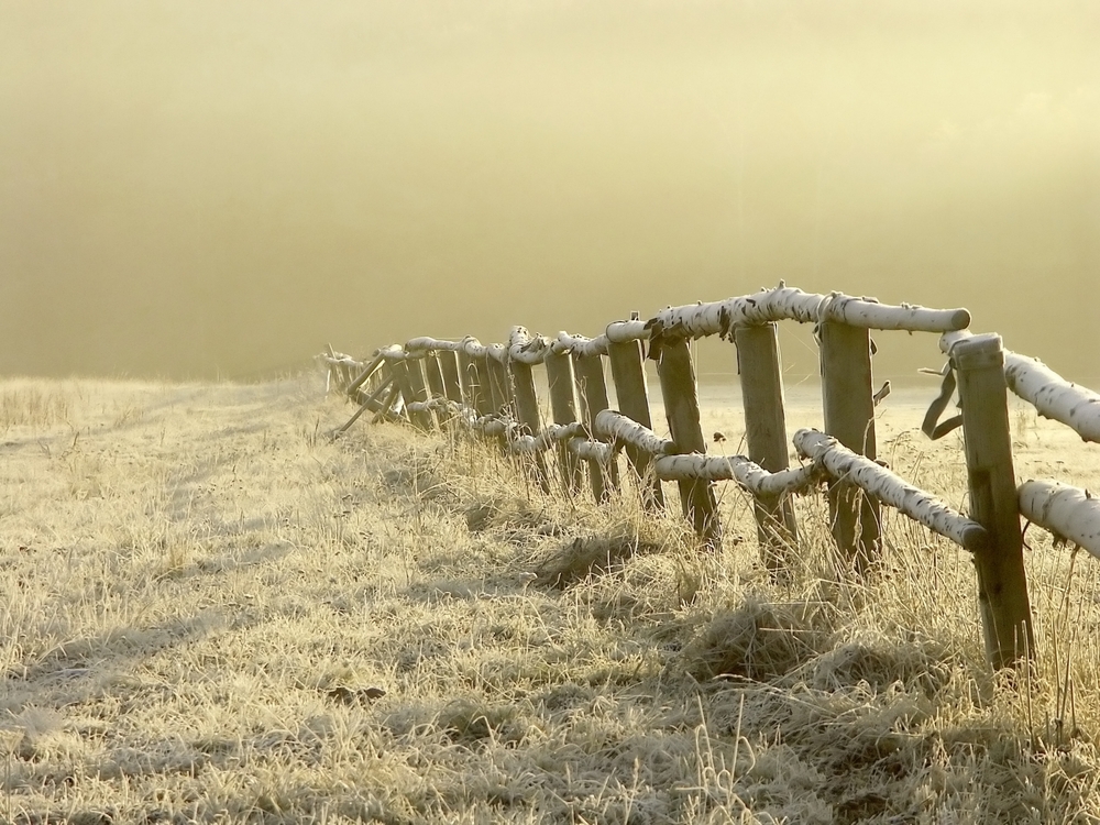Frosty fence
